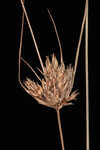 Sandy field hairsedge